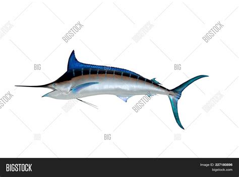 Blue Marlin Fish Wall Image And Photo Free Trial Bigstock