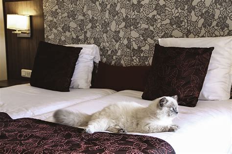 9 Pet Friendly Hotels In Wilmington Nc 2025 Update Catster
