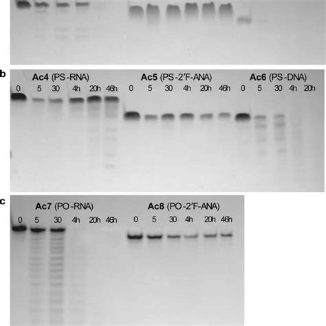 Mechanism Of Acid Catalyzed Depurination And Cleavage In Dna Shown For