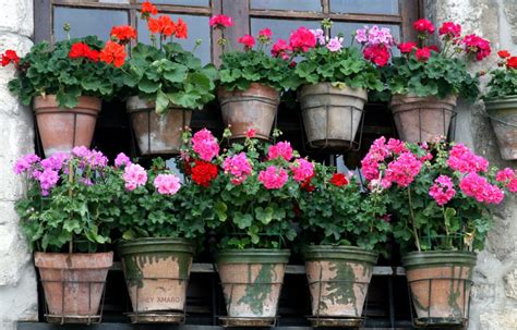 Герань в Европе (33 фото) » НА ДАЧЕ ФОТО