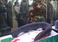 Electric Eel Used To Power Christmas Tree - MetaEfficient