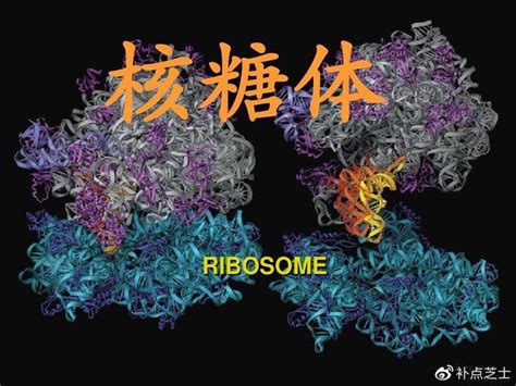 核糖体rna是什么？它有哪些特点？聊聊核糖体的组成结构及分类