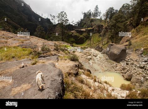 Hot Springs At The Mount Rinjani Volcano Lombok Indonesia Stock Photo