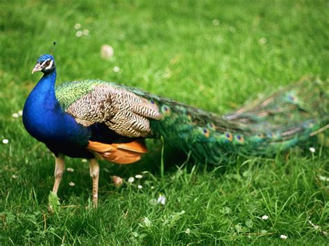 🔥 [47 ] Hd Peacock Desktop Wallpapers Wallpapersafari