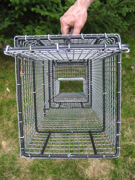 Raccoon In Comstock Single Door 9x11x30 Live Cage Trap Used With