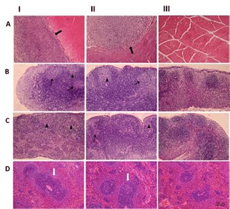 Histopathological Findings In Organs Related To The Immune System Download Scientific Diagram