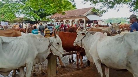 Seluruh Pasar Hewan Di Blora Ditutup Imbas 10 Sapi Setempat Positif