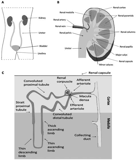 Collecting Duct Nephron