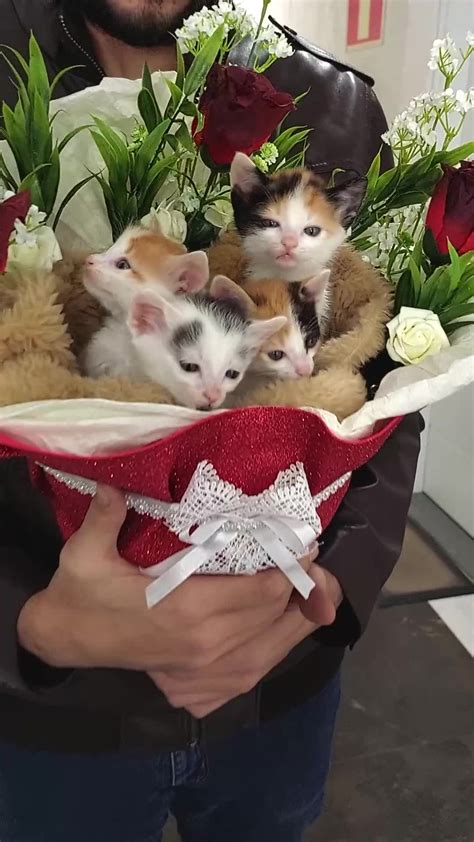 Coming Home To An Adorable Bouquet Of Kittens