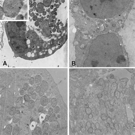 Pdf Localization Of Chlamydia Trachomatis Heat Shock Proteins 60 And