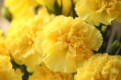 Yellow Carnations Flower Meaning Symbolism Spiritual Significance