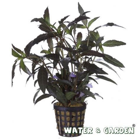 Hygrophila Angustifolia
