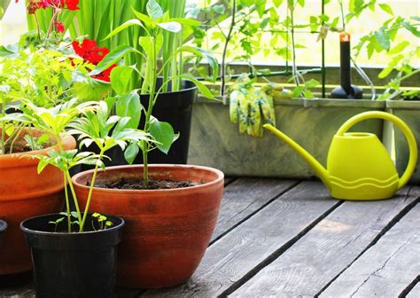 L Orto In Balcone Cosa Coltivare Sfruttando Spazi Ridotti Notizie