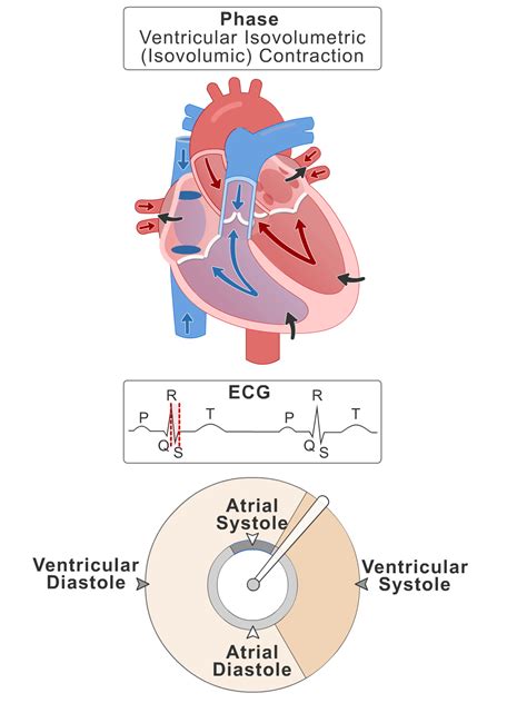 Cardiac Cycle Slider