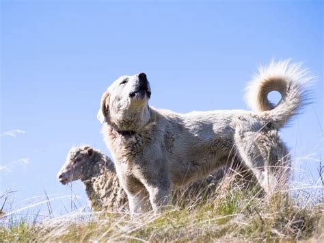 Cosa Sono I Cani Da Guardiania Una Soluzione Per La Convivenza Con Gli