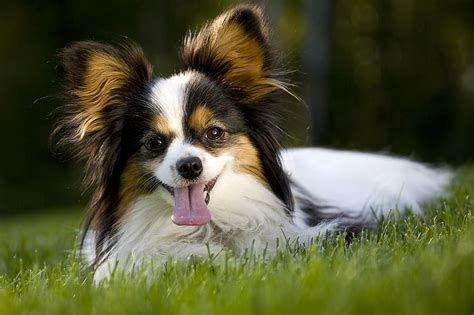 Papillon Dog Breed Profile