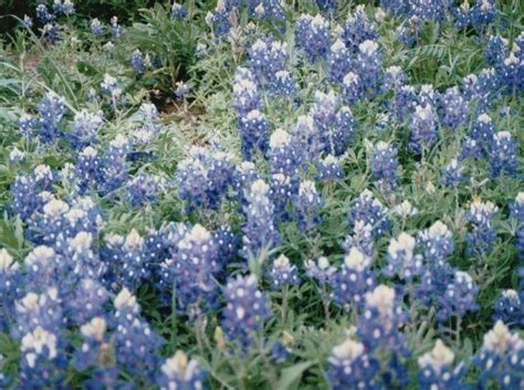 Bluebells Texas Bluebells Enchanting Garden Bluebells Plants