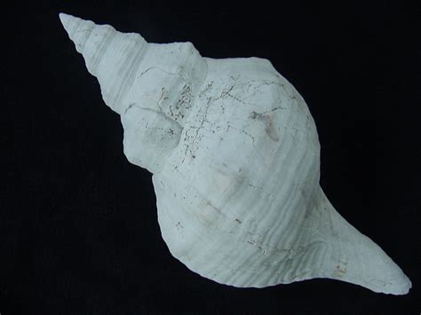 Triplofusus Giganteus