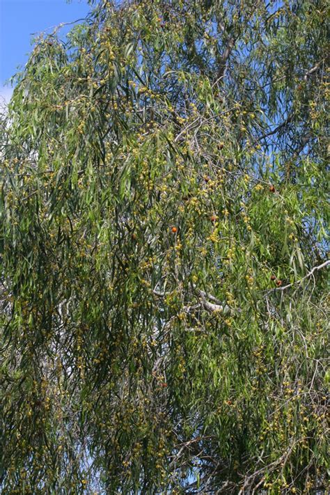 Toowoomba Plants: Gumbi Gumbi