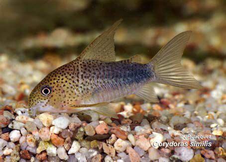 Corydoras Similis Hieronimus Common Name Smudge Pot Corydoras