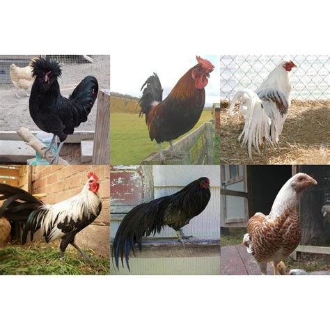 Rare Breed Chicken Hatchery Oficial Online Metaltecnica Pe