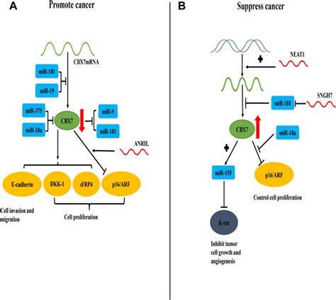 Frontiers CBX7 Is Dualistic In Cancer Progression Based On Its