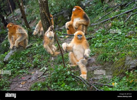 Golden Snub Nosed Monkey Rhinopithecus Roxellana Group Qinling