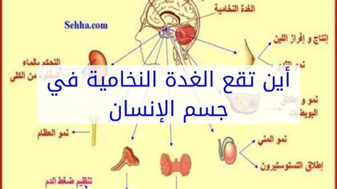 ما هي الغدة النخامية وهرموناتها وأعراضها