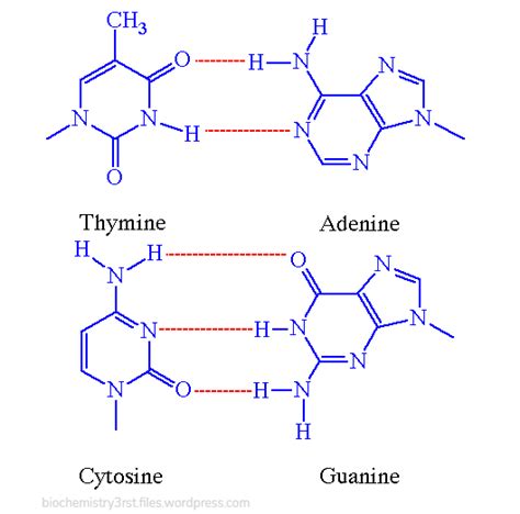 Why do purines pair with pyrimidines?