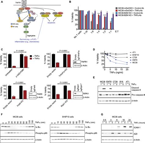 Autophagy Protects Tumors From T Cellmediated Cytotoxicity Via