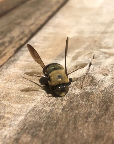 Carpenter Bees Home Garden Information Center