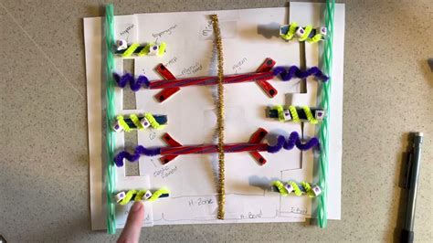 Moving Sarcomere Model Aandp Youtube