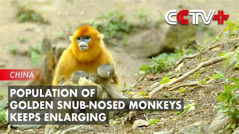 Population Of Golden Snub Nosed Monkeys In China Keeps Enlarging Youtube