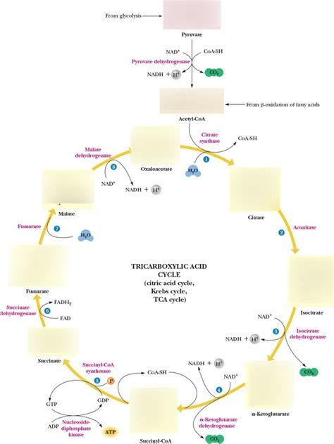 The Citric Acid Cycle Diagram Quizlet