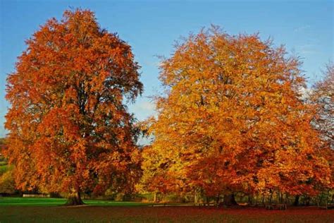 Fagus Sylvatica European Beech