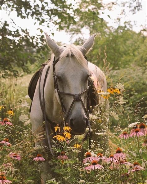 🌿🌼🧺 On Twitter In 2021 Horse Aesthetic Cute Horses Most Beautiful