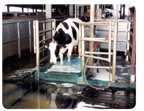 Dairy Cow Foot Bath Automatic Foot Bath For Dairy Cows 41 Off