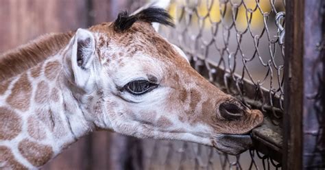 Całuśna od urodzenia Zobaczcie malutką żyrafę z zoo Wrocław To jej p