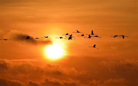 Flock of birds, sunset, Sun, sky, flamingos HD wallpaper | Wallpaper Flare