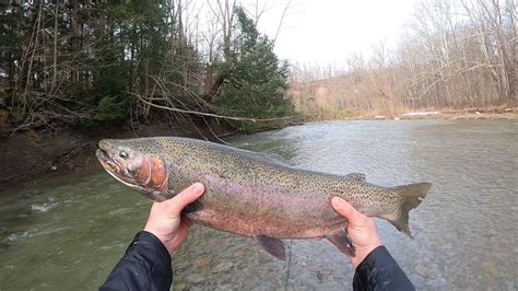 Fly Fishing For Winter Steelhead In Lake Erie Pa Tributaries YouTube