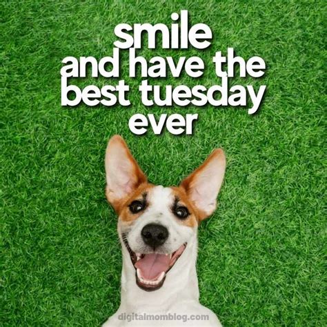 Top 15 Happy Tuesday Memes for Work: Guaranteed to Brighten Your Day - ku9492s