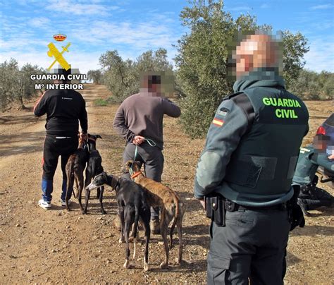 La Guardia Civil Investig A Tres Personas Por Caza Furtiva Con Galgos