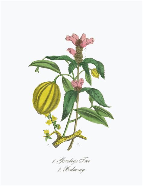Victorian Botanical Illustration Of Digital Art By Bauhaus1000 Fine