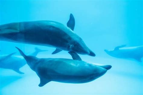 Cómo se COMUNICAN los DELFINES Formas y características Delfines