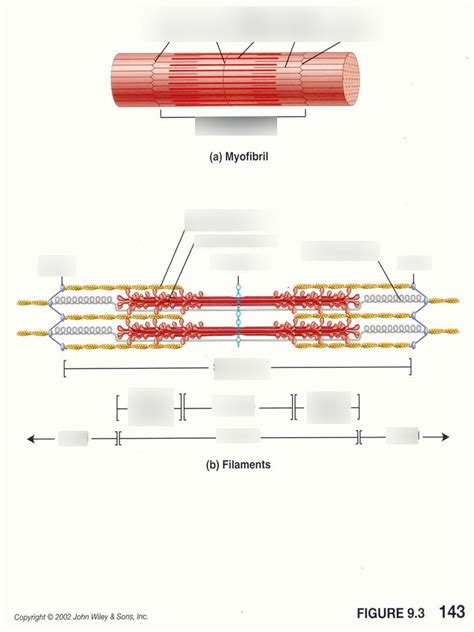 Myofibril Diagram Quizlet