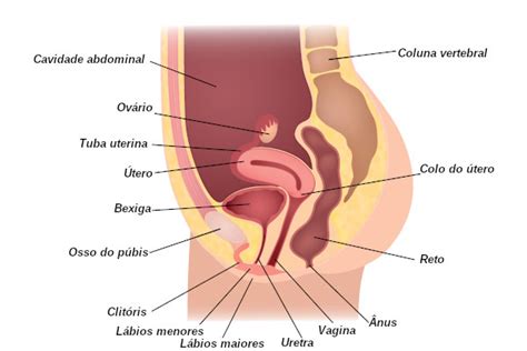 Anatomia Humana Sistema Reprodutor Feminino Rg Os Reprodutivos The