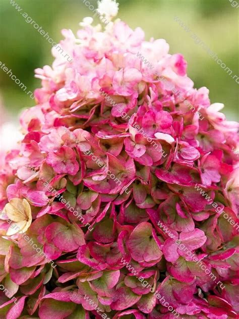 Гортензия Ливинг® Пинки Промис - Гортензии - Растения - Интернет ...