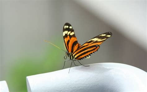 Fondos De Pantalla Cielo Alas Insecto Amarillo Azul Hoja Ala