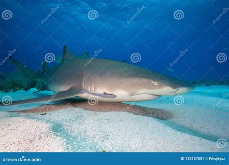 Lemon shark, Bahamas stock image. Image of bottom, scalloped - 122137851