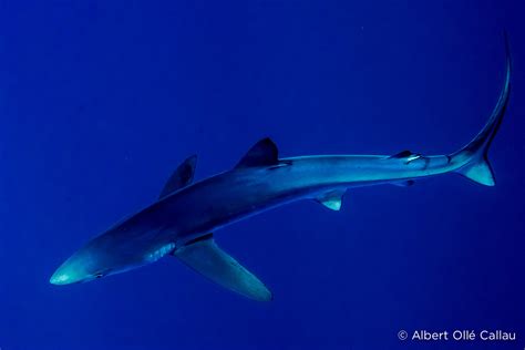 Top 10 Things You Should Know About Blue Sharks Sharks Earth Touch